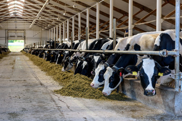Livestock Farm Jobs in Sweden with Free visa